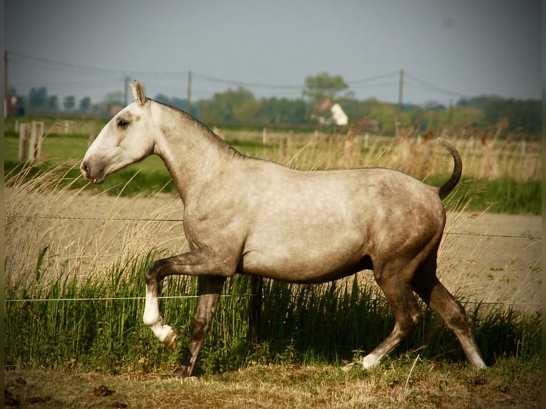 Lusitano Stallone 3 Anni 160 cm Grigio in Bredene