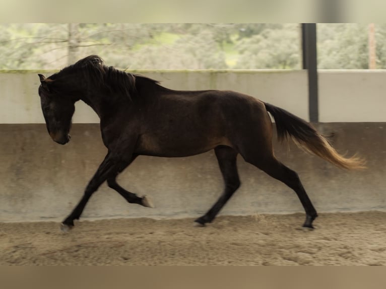 Lusitano Stallone 3 Anni 160 cm Grigio in Vila Viçosa