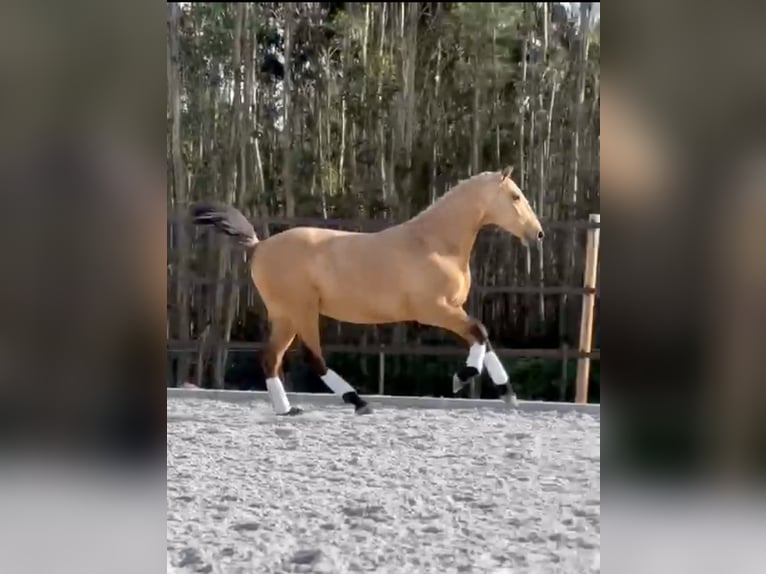 Lusitano Stallone 3 Anni 160 cm Pelle di daino in Cartaxo