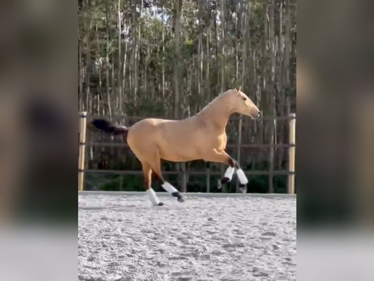 Lusitano Stallone 3 Anni 160 cm Pelle di daino in Cartaxo