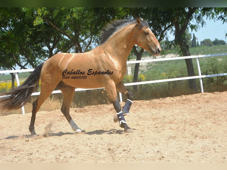 Lusitano Stallone 3 Anni 160 cm Pelle di daino in Vejer de la Frontera