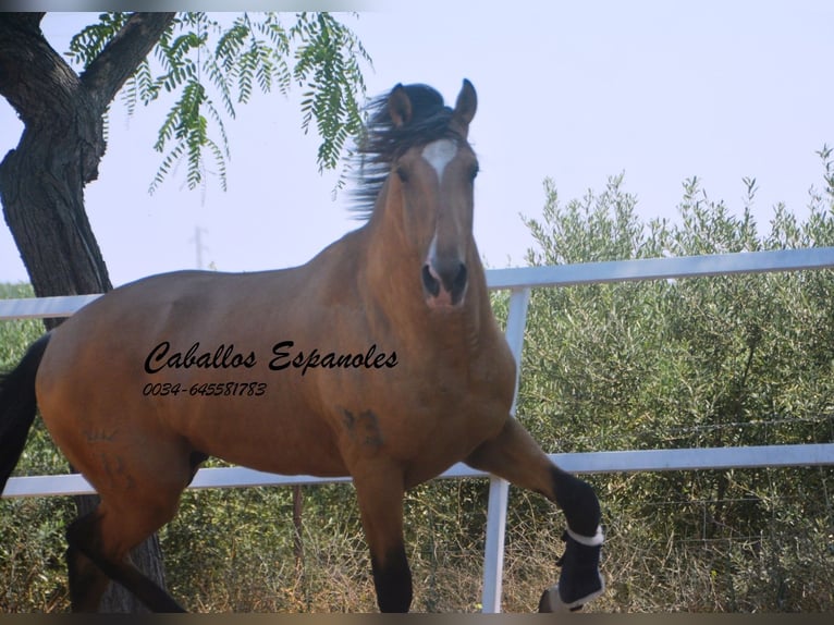 Lusitano Stallone 3 Anni 160 cm Pelle di daino in Vejer de la Frontera