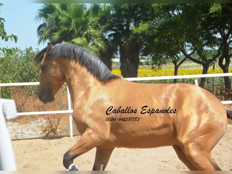 Lusitano Stallone 3 Anni 160 cm Pelle di daino in Vejer de la Frontera