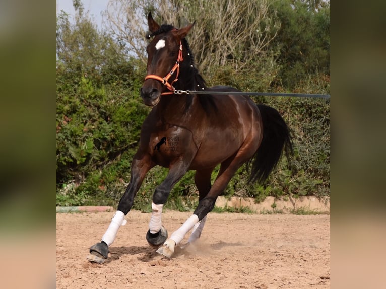 Lusitano Stallone 3 Anni 161 cm Baio in Mallorca