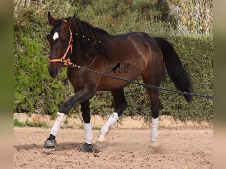 Lusitano Stallone 3 Anni 161 cm Baio in Mallorca