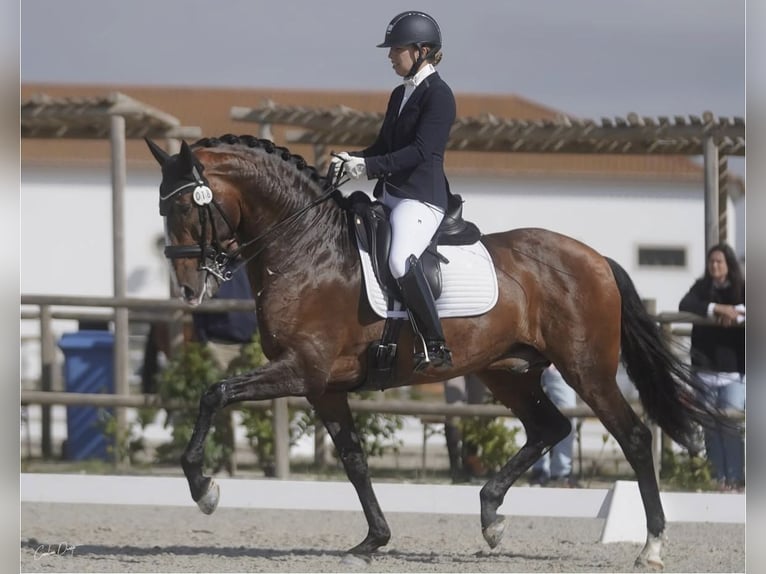 Lusitano Stallone 3 Anni 161 cm Grigio in Las Piñas