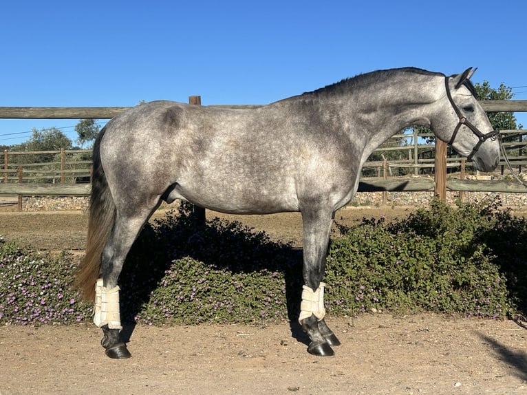 Lusitano Stallone 3 Anni 161 cm Grigio in Évora Monte