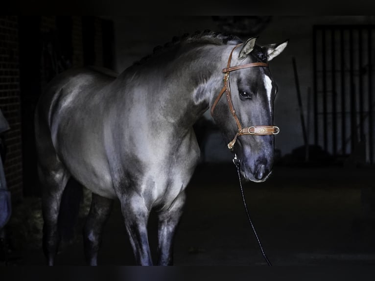 Lusitano Stallone 3 Anni 161 cm Grullo in MADRID