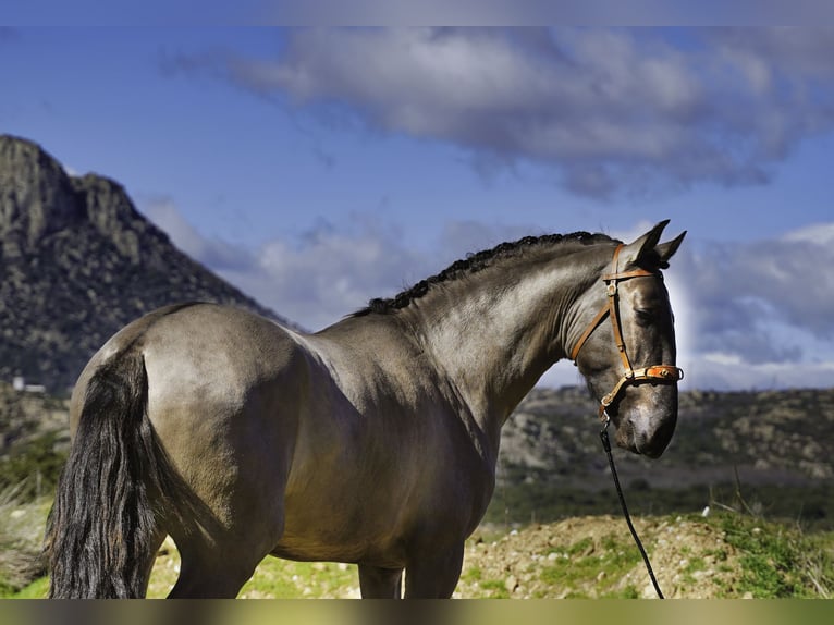 Lusitano Stallone 3 Anni 161 cm Grullo in MADRID