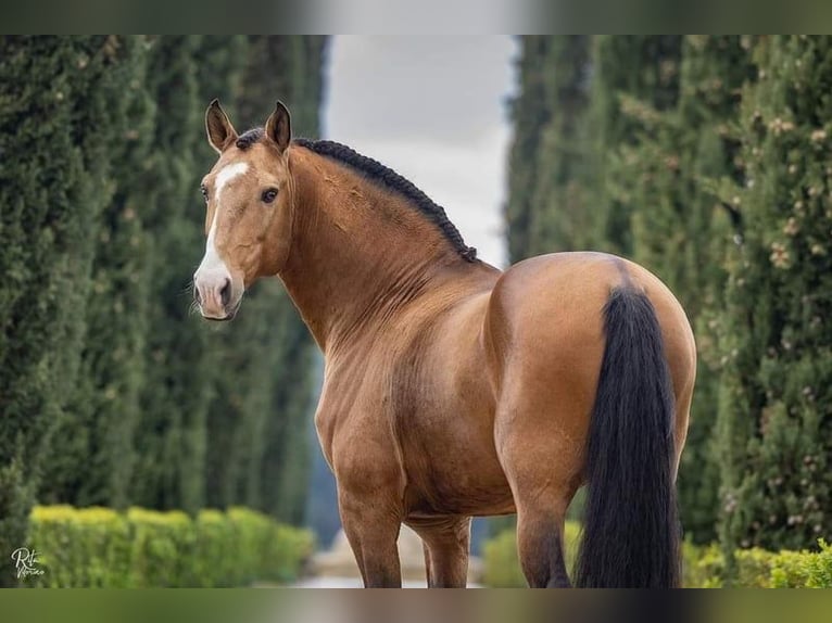 Lusitano Stallone 3 Anni 161 cm Pelle di daino in Rio Maior