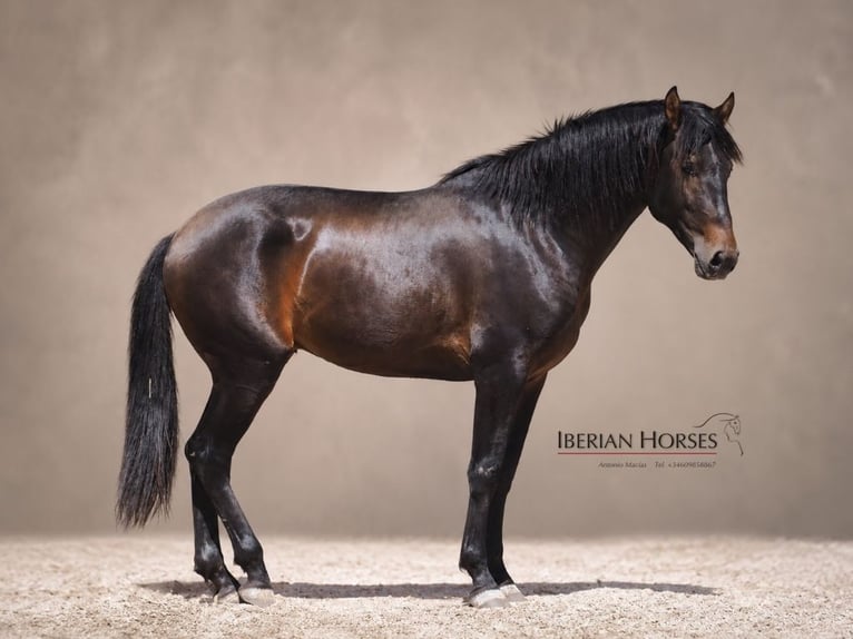 Lusitano Mix Stallone 3 Anni 162 cm Baio in Navas Del Madroño
