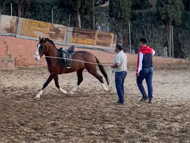 Lusitano Mix Stallone 3 Anni 162 cm Baio ciliegia in Mijas