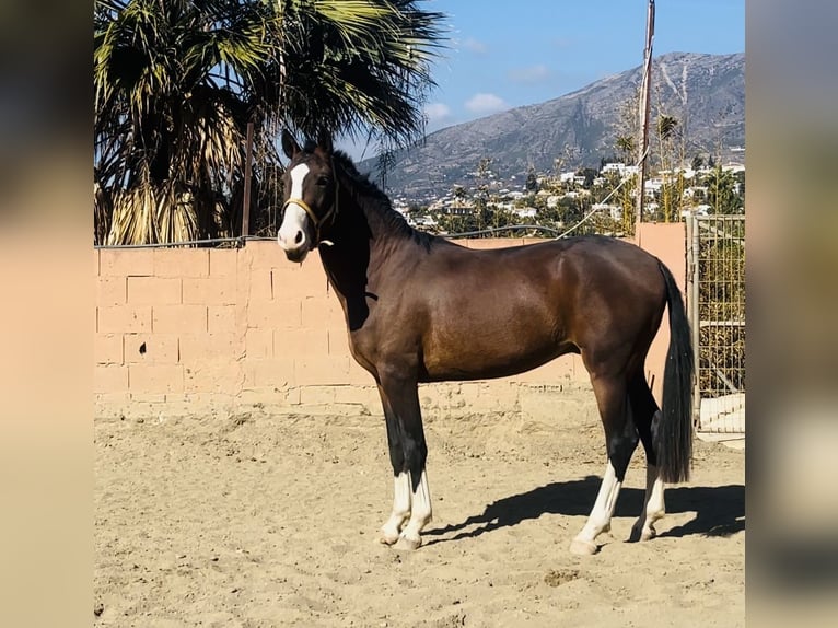 Lusitano Mix Stallone 3 Anni 162 cm Baio ciliegia in Mijas