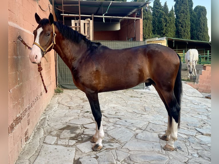 Lusitano Mix Stallone 3 Anni 162 cm Baio ciliegia in Mijas