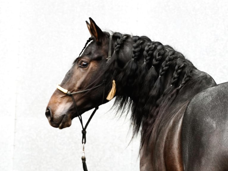 Lusitano Mix Stallone 3 Anni 162 cm Baio scuro in Heuvelland