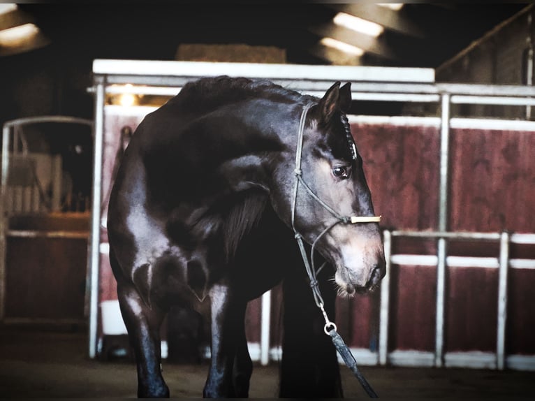 Lusitano Mix Stallone 3 Anni 162 cm Baio scuro in Heuvelland