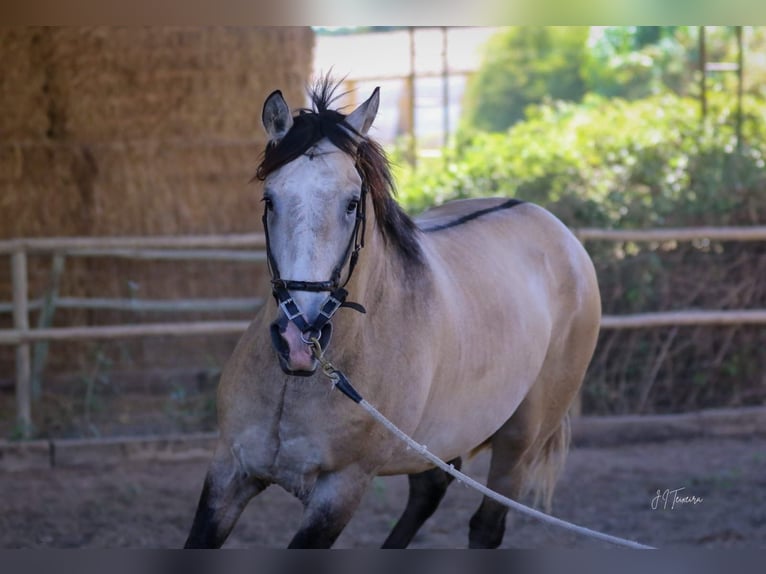 Lusitano Stallone 3 Anni 162 cm Falbo baio in Rio Maior