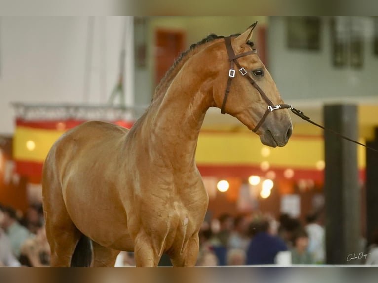 Lusitano Stallone 3 Anni 162 cm Falbo in Espirdo