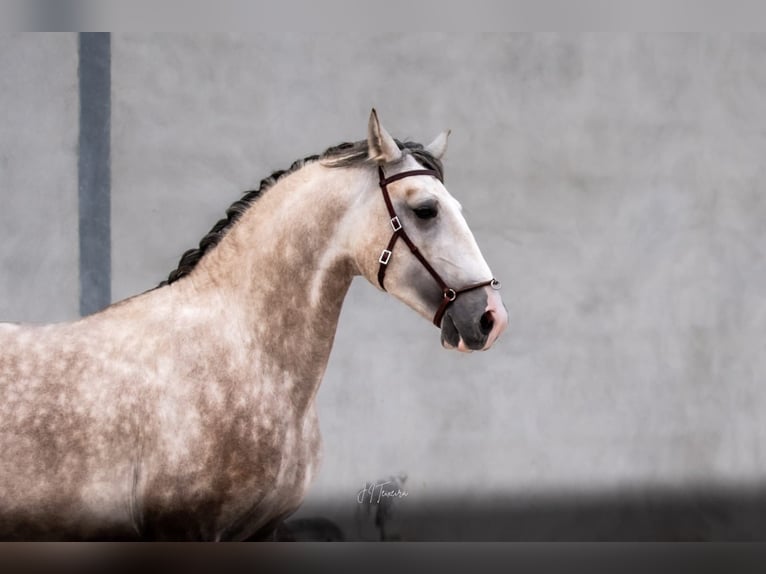 Lusitano Stallone 3 Anni 162 cm Grigio in Rio Maior