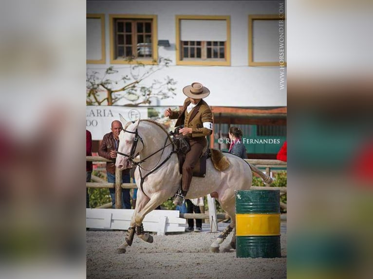 Lusitano Stallone 3 Anni 162 cm Grigio in Rio Maior