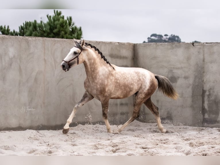 Lusitano Stallone 3 Anni 162 cm Grigio in Rio Maior