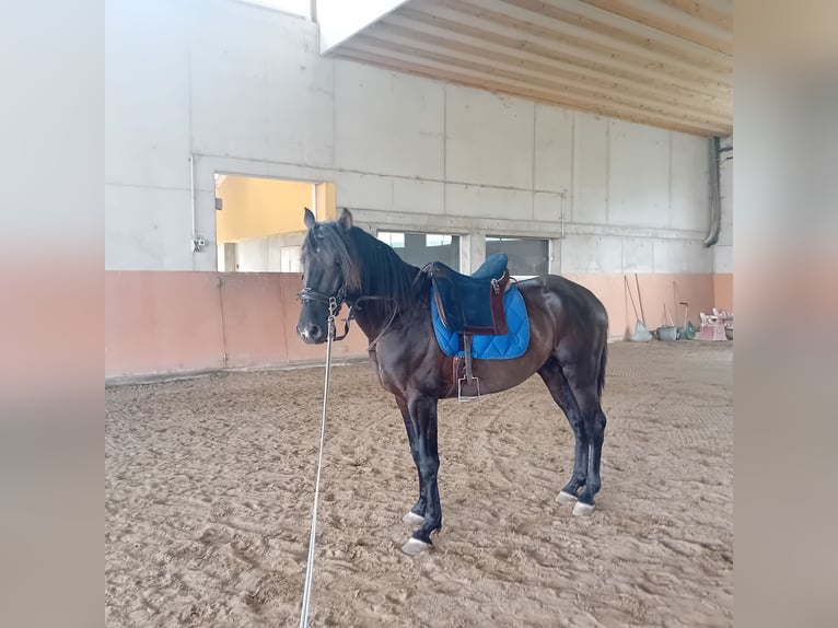 Lusitano Stallone 3 Anni 162 cm Morello in Braunau