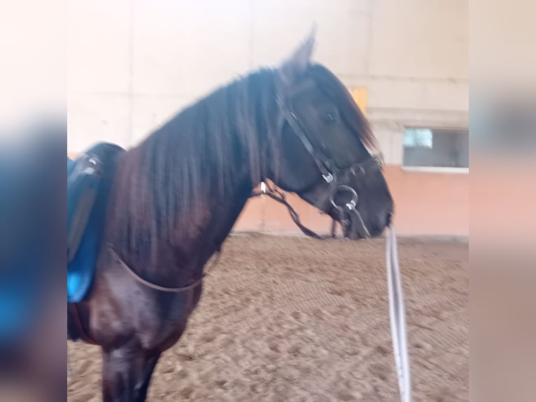 Lusitano Stallone 3 Anni 162 cm Morello in Braunau