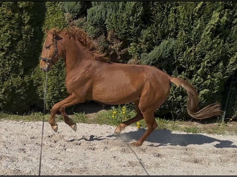 Lusitano Stallone 3 Anni 162 cm Sauro scuro in Erbach