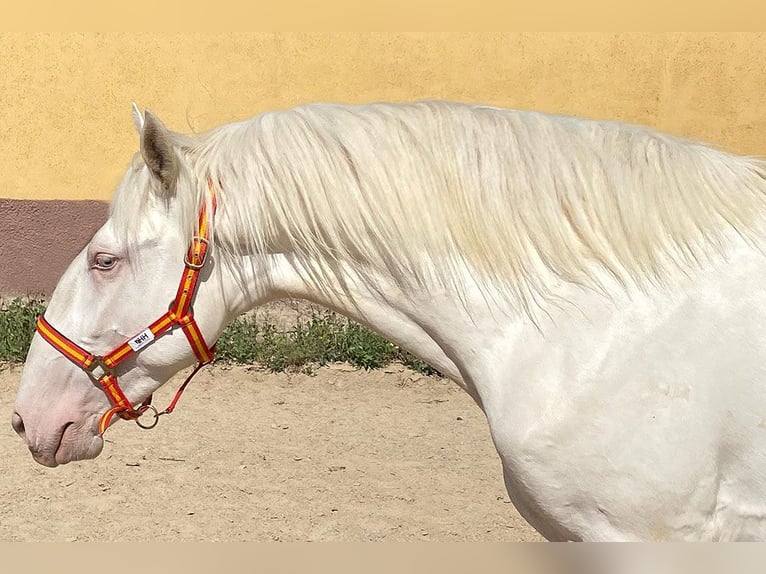 Lusitano Stallone 3 Anni 164 cm Cremello in Cacéres