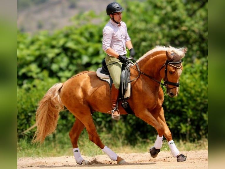 Lusitano Stallone 3 Anni 164 cm Palomino in Valencia