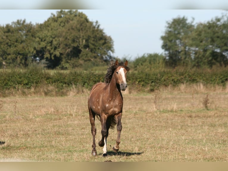 Lusitano Stallone 3 Anni 164 cm Sauro in Saligny-sur-Roudon