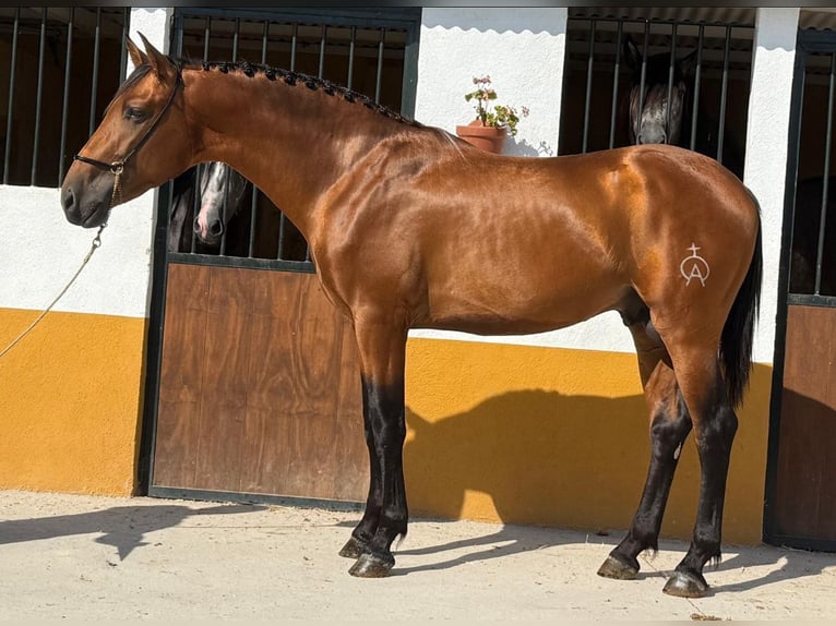 Lusitano Stallone 3 Anni 165 cm Baio in Martfeld