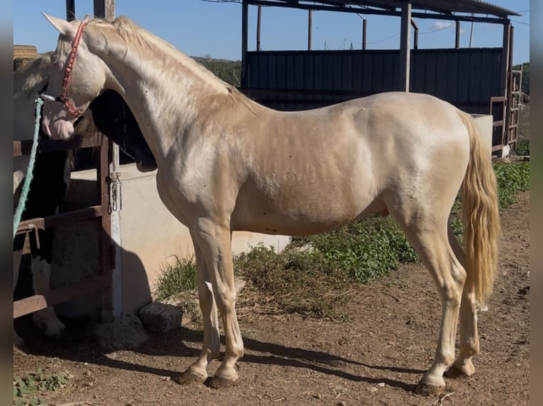 Lusitano Stallone 3 Anni 165 cm Cremello in Fuente Alamo