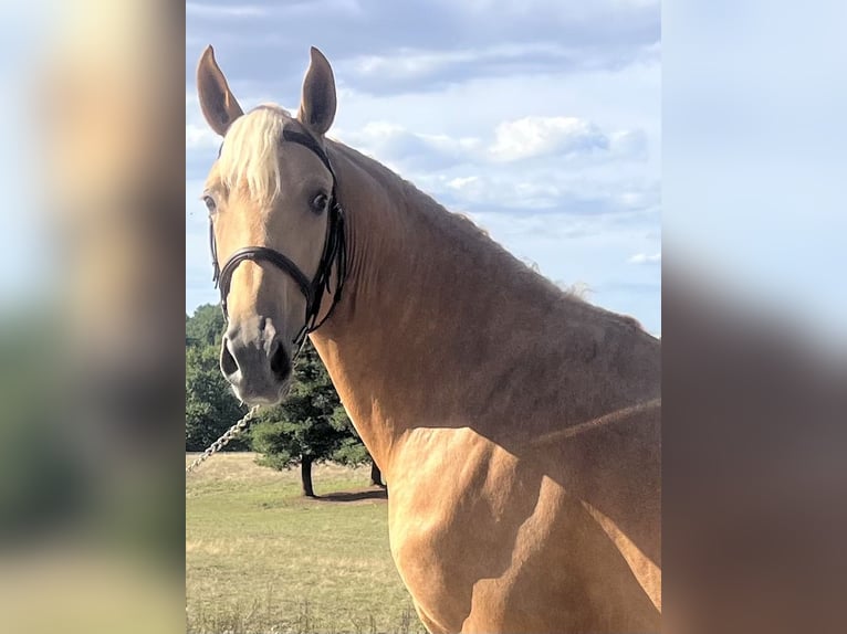 Lusitano Mix Stallone 3 Anni 165 cm Palomino in Savenay
