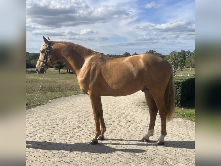 Lusitano Mix Stallone 3 Anni 165 cm Palomino in Savenay