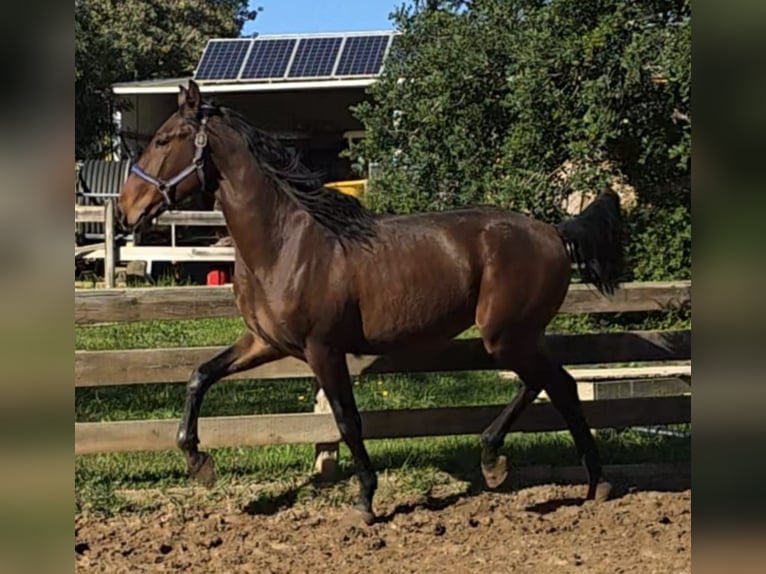 Lusitano Stallone 3 Anni 165 cm Sauro in Pera
