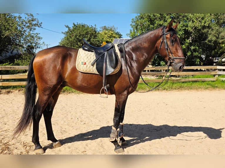 Lusitano Stallone 3 Anni 165 cm Sauro in Pera