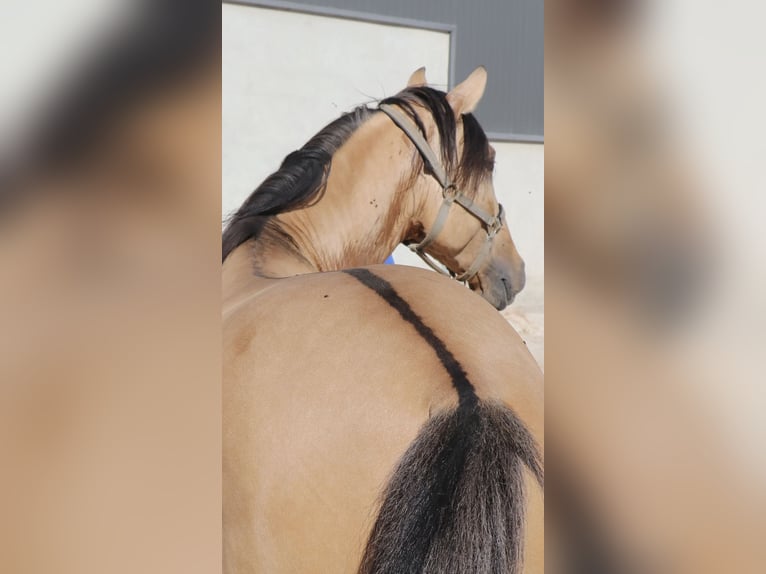 Lusitano Stallone 3 Anni 166 cm Falbo in Rio Maior