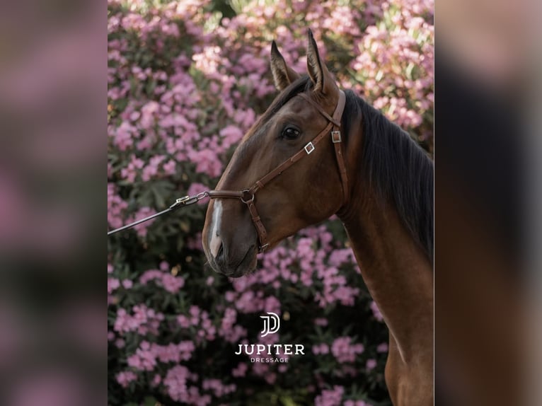 Lusitano Stallone 3 Anni 170 cm Baio in Vila Viçosa