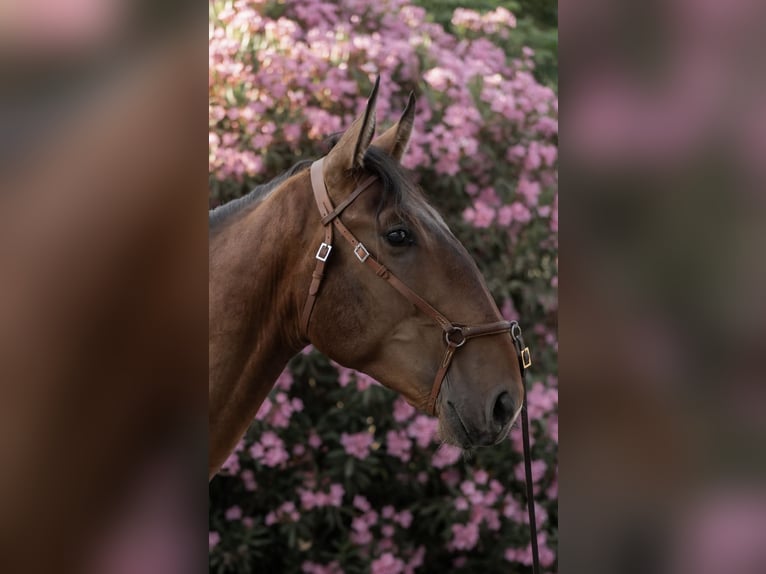 Lusitano Stallone 3 Anni 170 cm Baio in Vila Viçosa