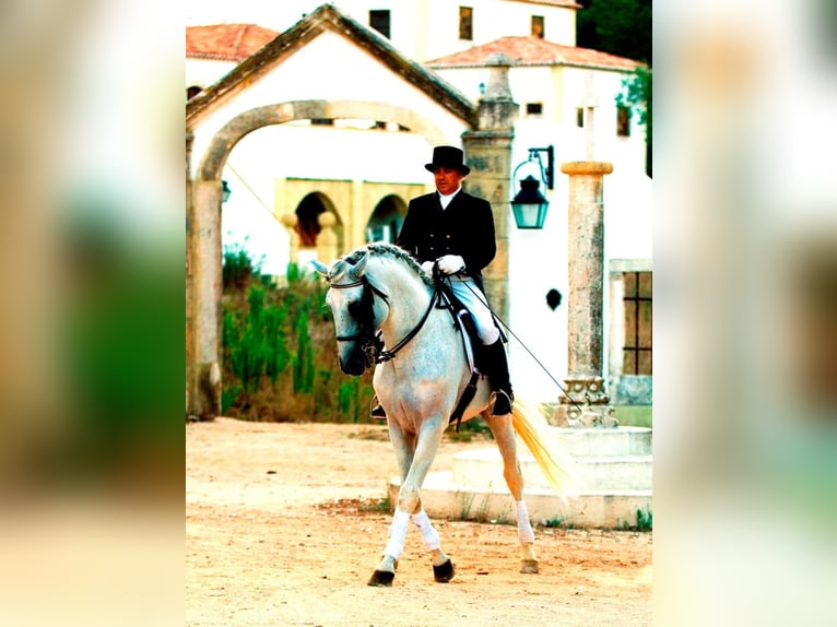 Lusitano Mix Stallone 3 Anni 170 cm Grigio ferro in Brandenburg an der Havel