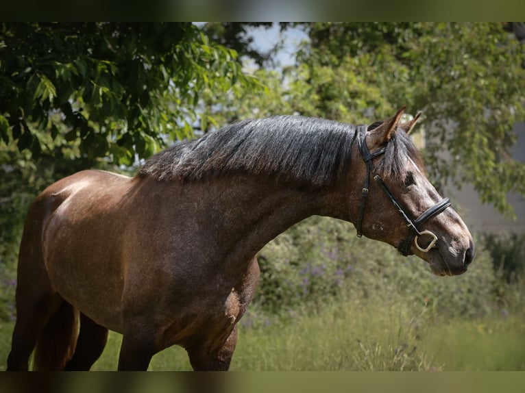 Lusitano Mix Stallone 3 Anni 170 cm Grigio ferro in Brandenburg an der Havel