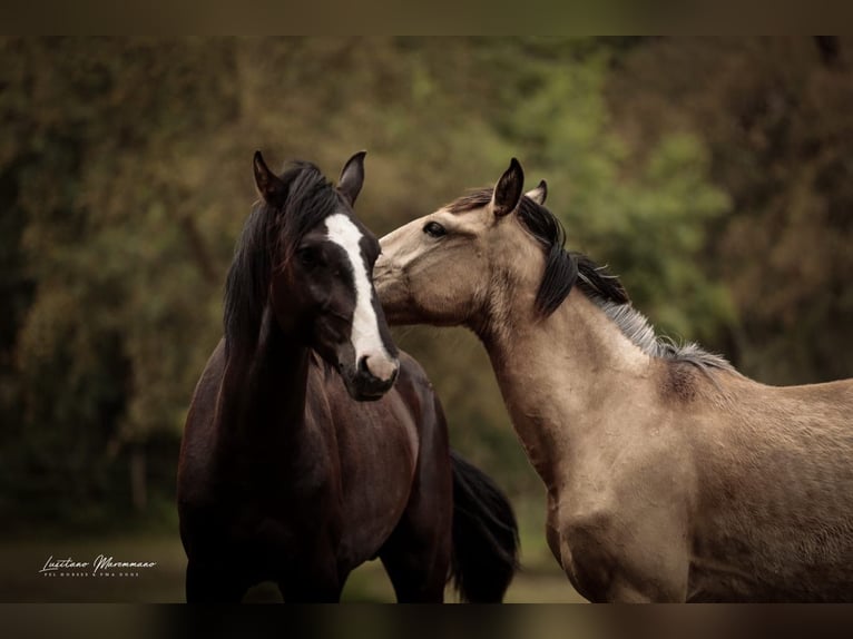Lusitano Mix Stallone 3 Anni 170 cm Morello in Rio Maior