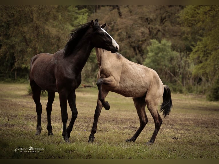 Lusitano Mix Stallone 3 Anni 170 cm Morello in Rio Maior