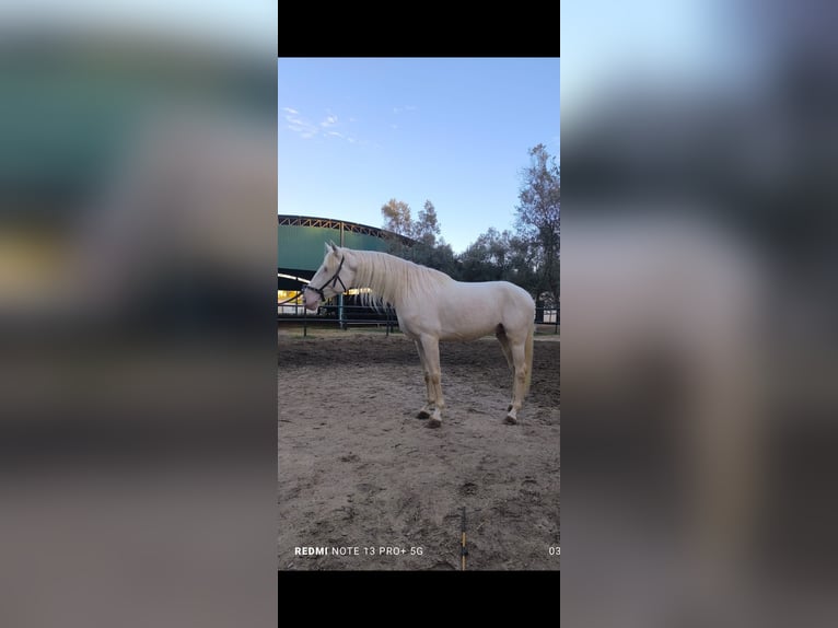 Lusitano Stallone 3 Anni 170 cm Palomino in La Puebla Del Rio