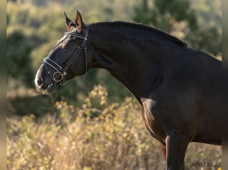 Lusitano Stallone 3 Anni 172 cm Morello in Lisboa