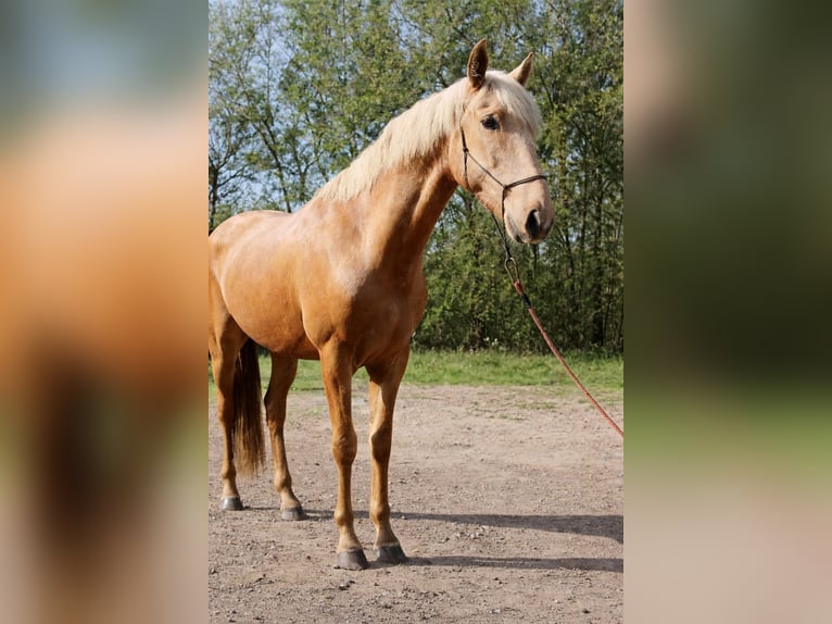 Lusitano Mix Stallone 3 Anni Pearl in Miengo