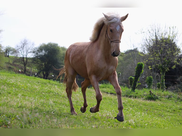 Lusitano Mix Stallone 3 Anni Pearl in Miengo