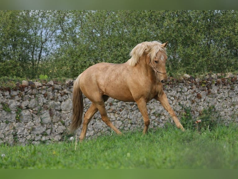 Lusitano Mix Stallone 3 Anni Pearl in Miengo