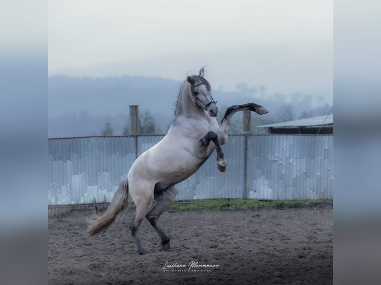 Lusitano Stallone 4 Anni 152 cm Falbo baio in Rio Maior